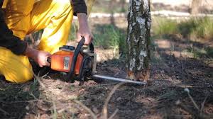 Best Tree Removal Services  in Robersonville, NC